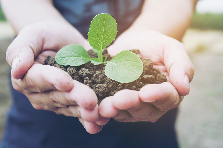 hands-holding-small-green-plant-growing-brown-healthy-soil-with-warm-light